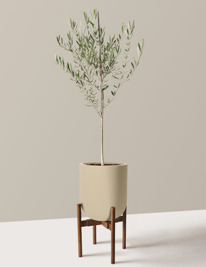 Olive Tree