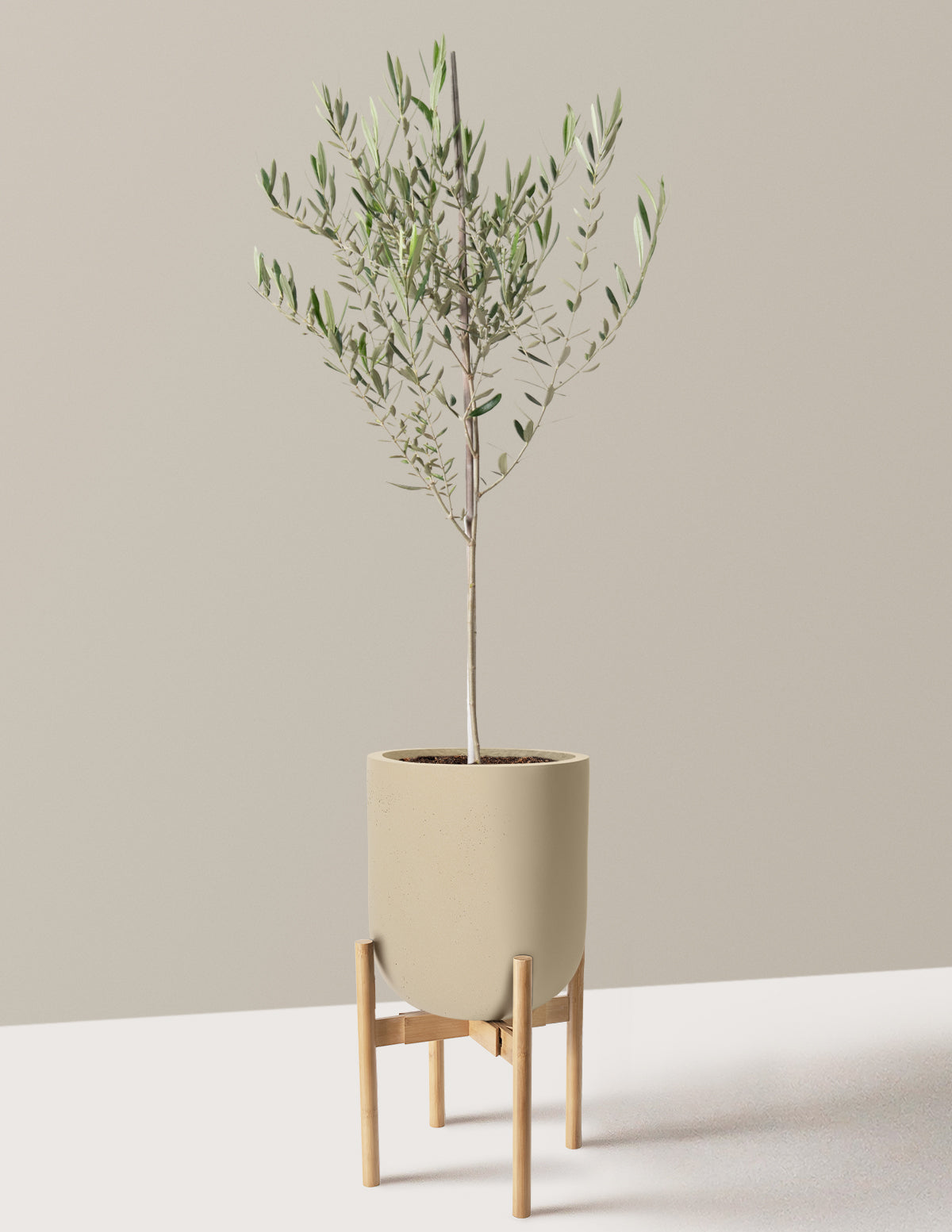 Olive Tree