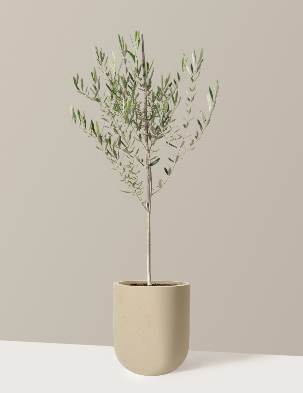 Olive Tree