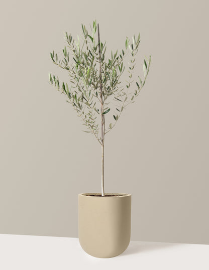 Olive Tree