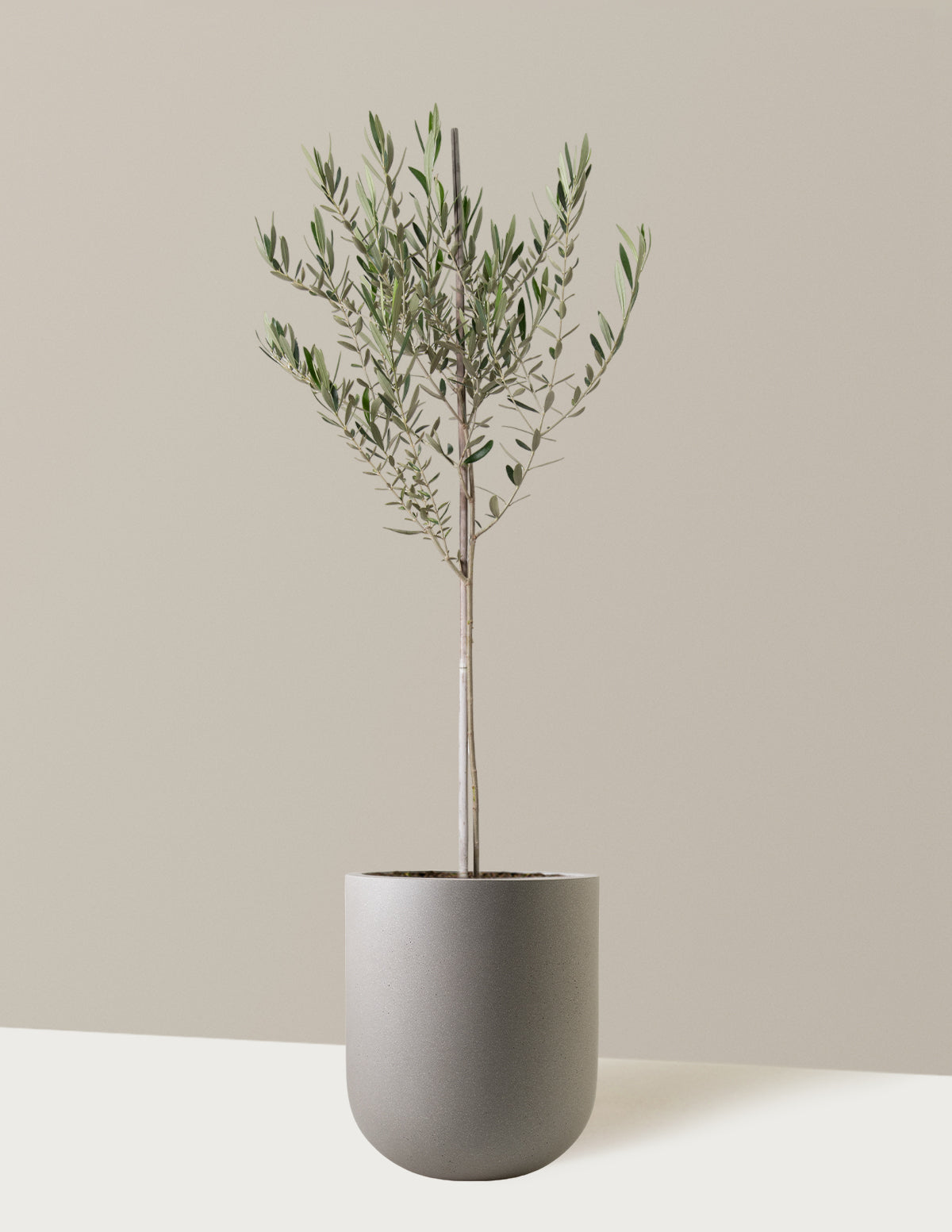 bundle | Large | Pallas | Cement Grey