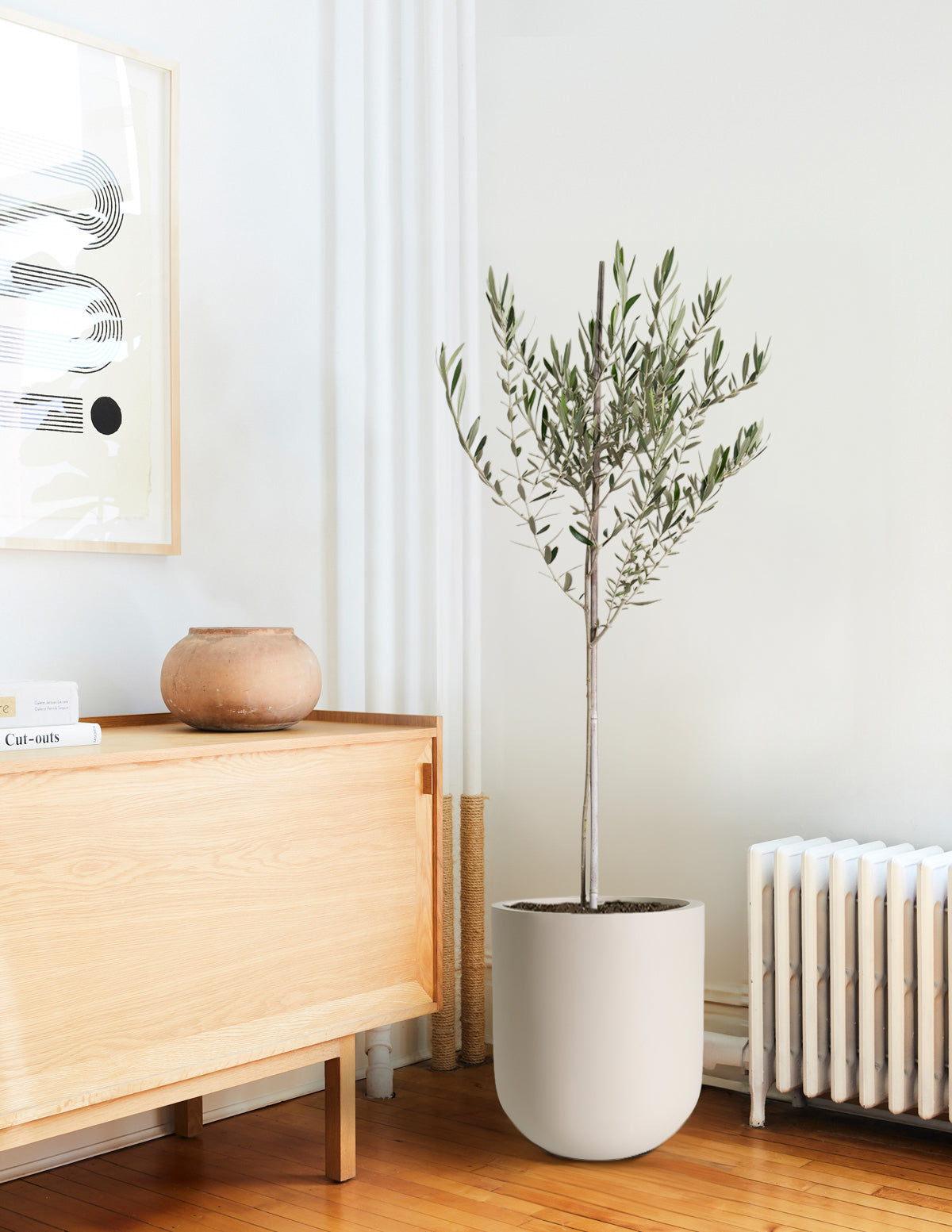 Olive Tree