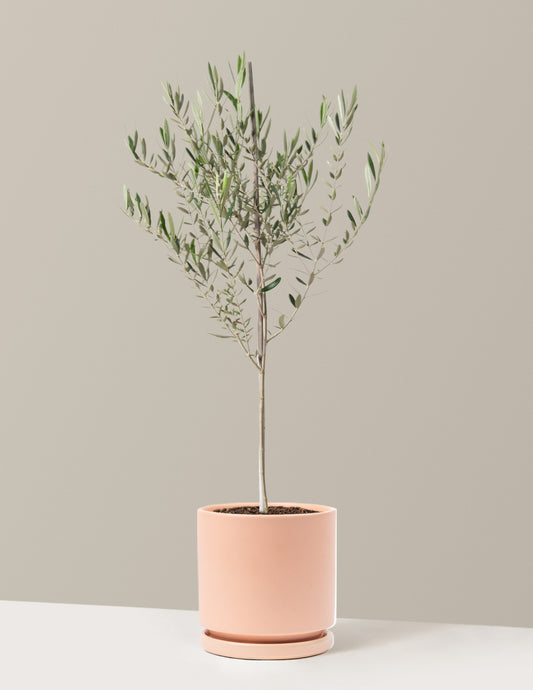 Olive Tree