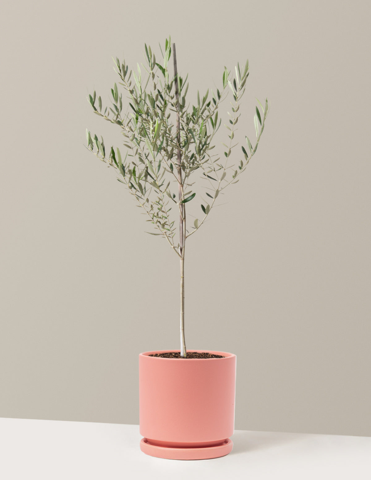 Olive Tree
