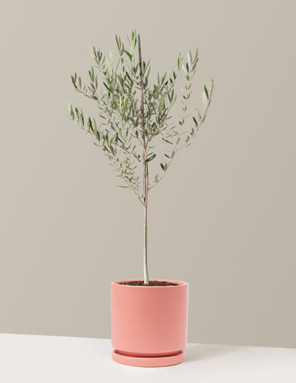 Olive Tree