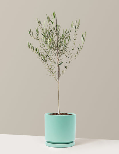 Olive Tree