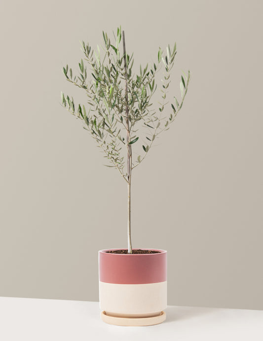 Olive Tree