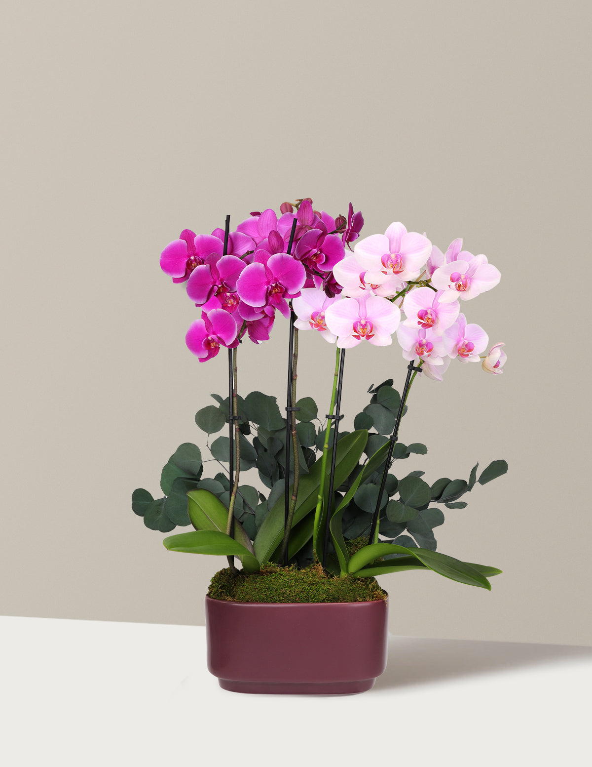 Large Double Bi-Color Orchid