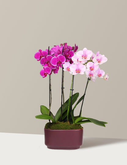 Large Double Bi-Color Orchid