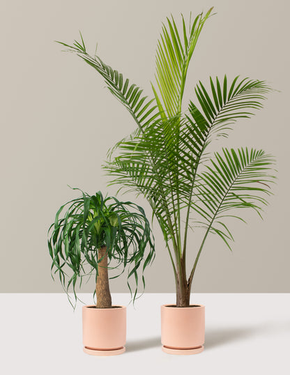 flat palm plant The Palm Bundle Houseplants with Planter - Large (36-48" tall) Black Planters