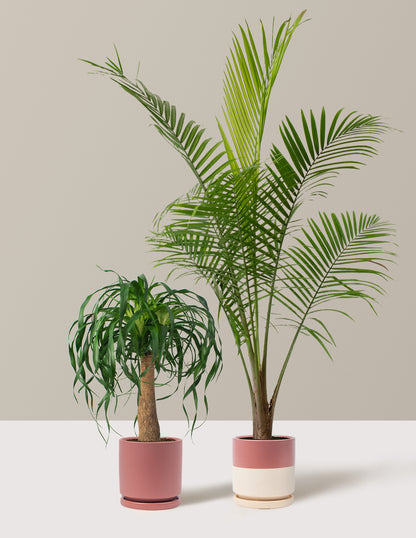 hostel palm plant The Palm Bundle Houseplants with Planter - Large (36-48" tall) Black Planters