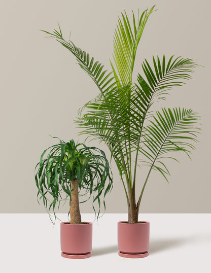 palm.plant The Palm Bundle Houseplants with Planter - Large (36-48" tall) Black Planters