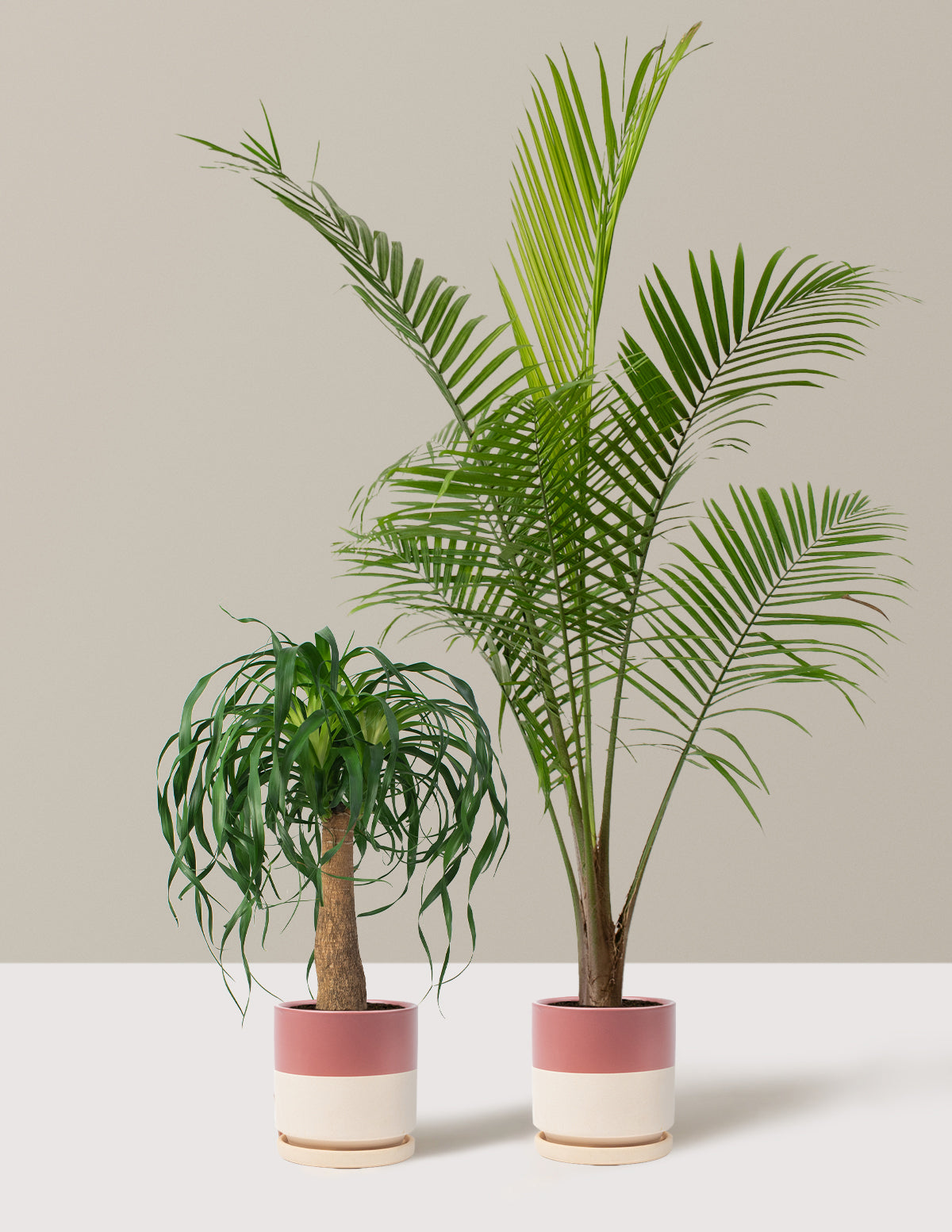 The Palm Bundle Houseplants with Planter - Large (36-48