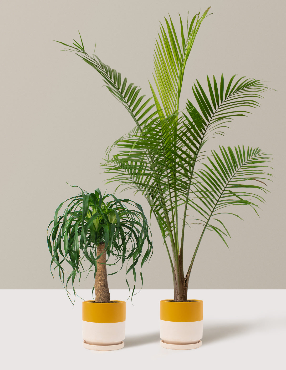 balcony palm plants The Palm Bundle Houseplants with Planter - Large (36-48" tall) Black Planters
