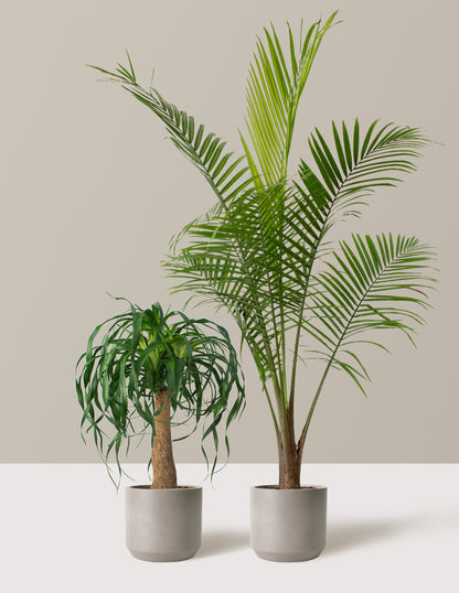 The Palm Bundle