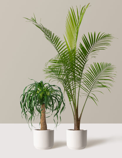 palm style plants The Palm Bundle Houseplants with Planter - Large (36-48" tall) Black Planters
