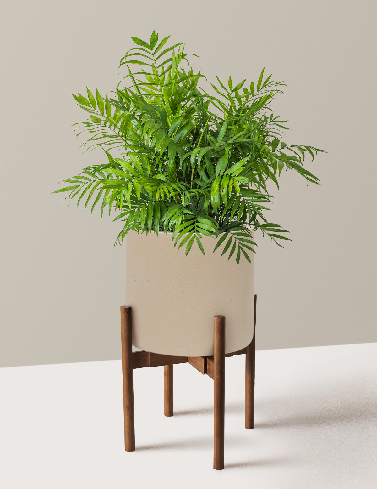 Parlor Palm