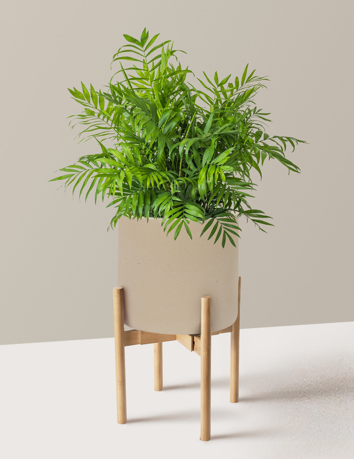 Parlor Palm