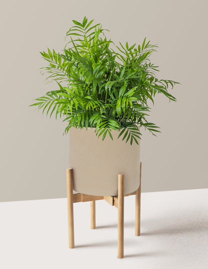 Parlor Palm