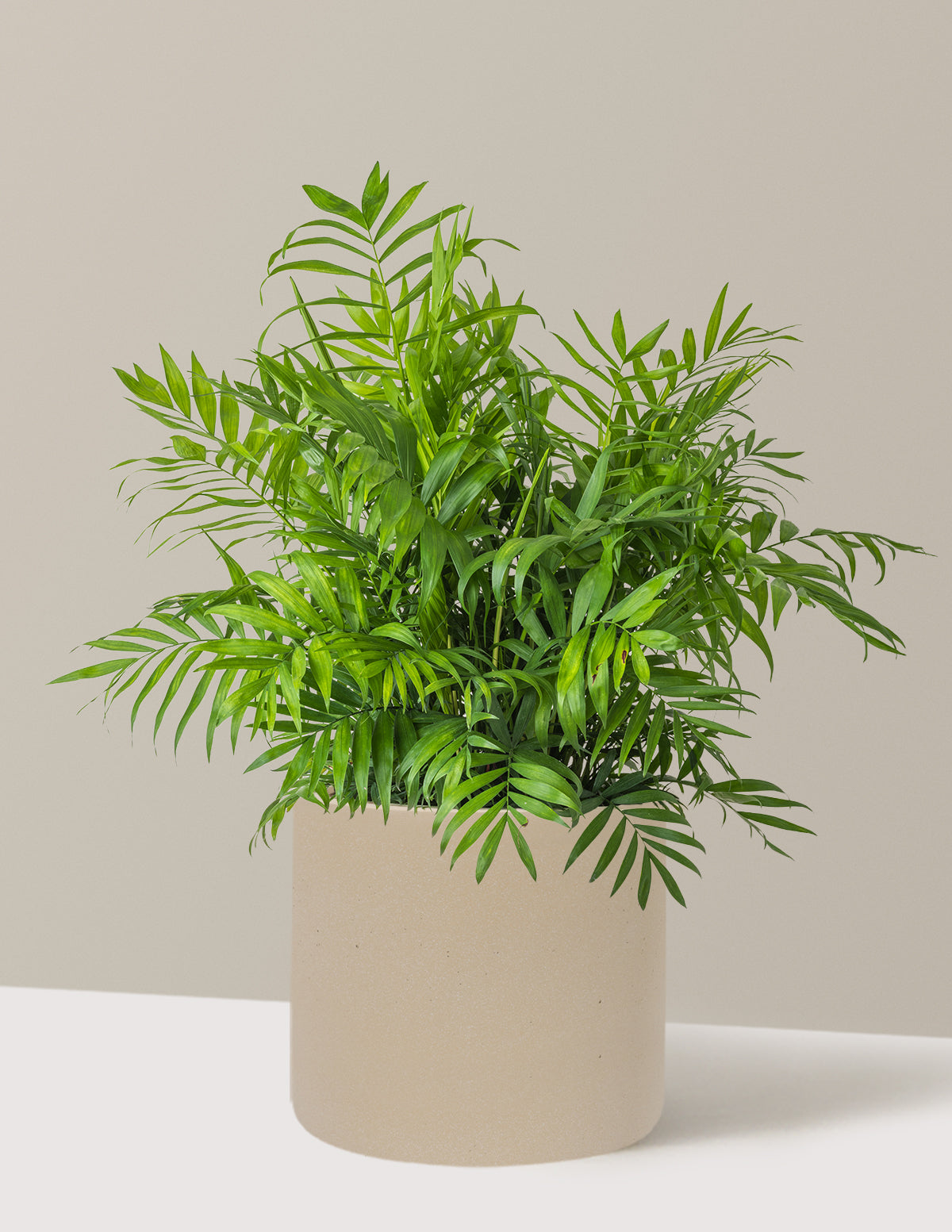 Parlor Palm