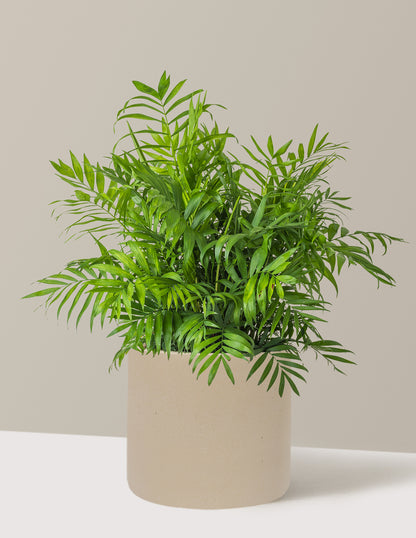 Parlor Palm