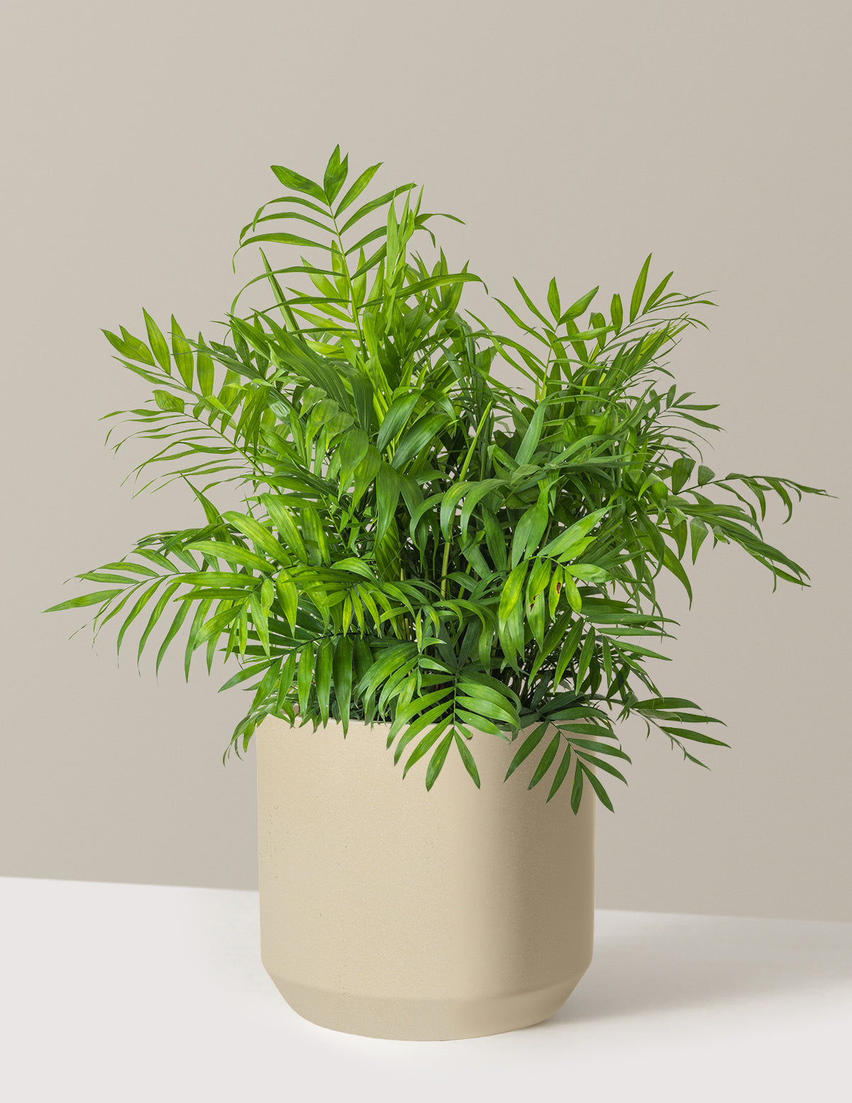 Parlor Palm
