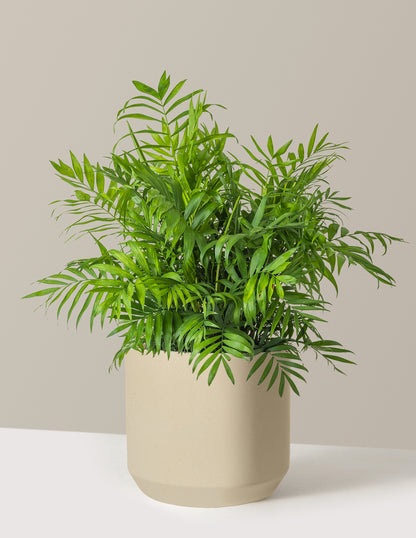 Parlor Palm