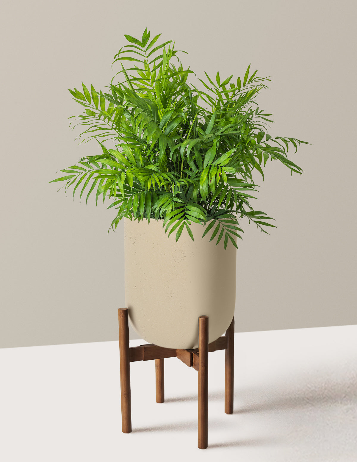 Parlor Palm