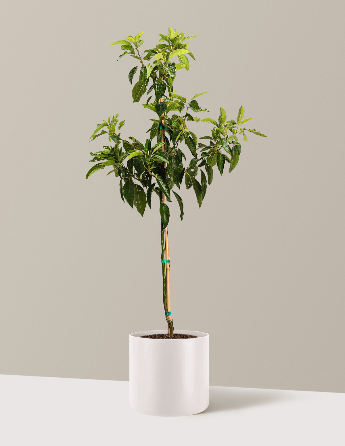 bundle | 2-3 ft. | Agnes | Cream