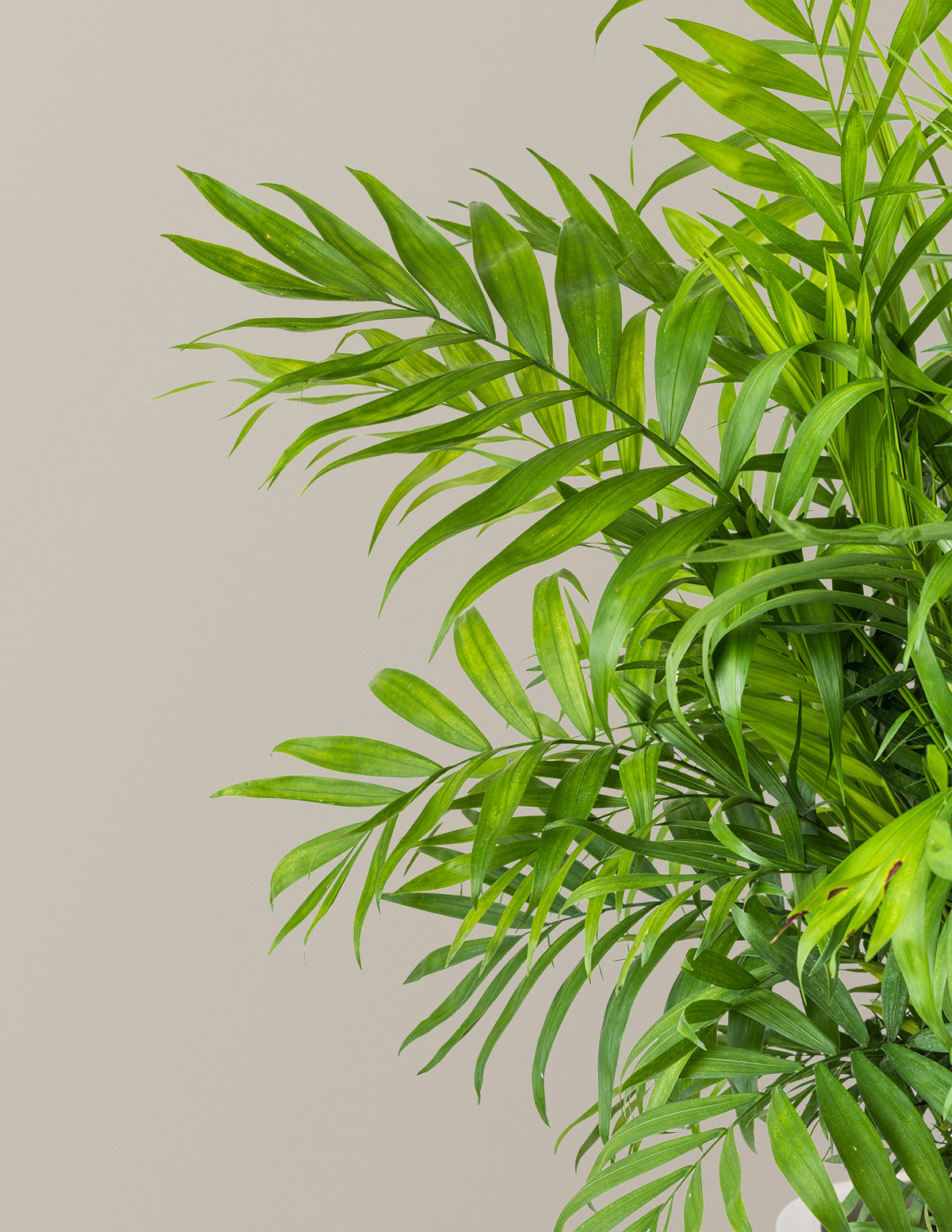 parlor palm low light The Sill Parlor Palm Houseplants, Small in Black