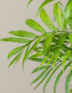 Parlor Palm