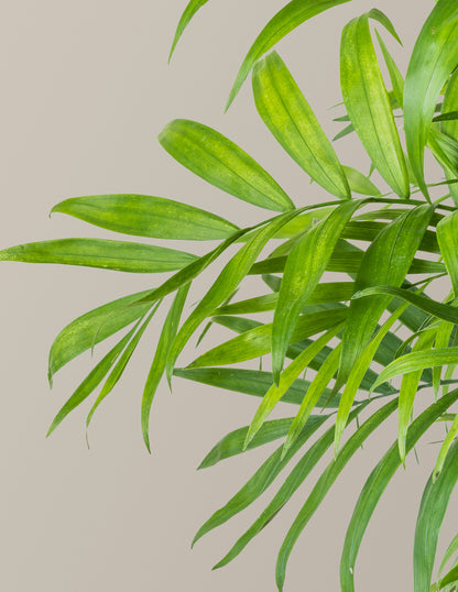 Parlor Palm