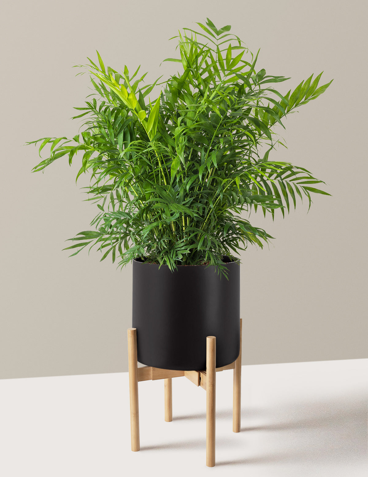 Parlor Palm