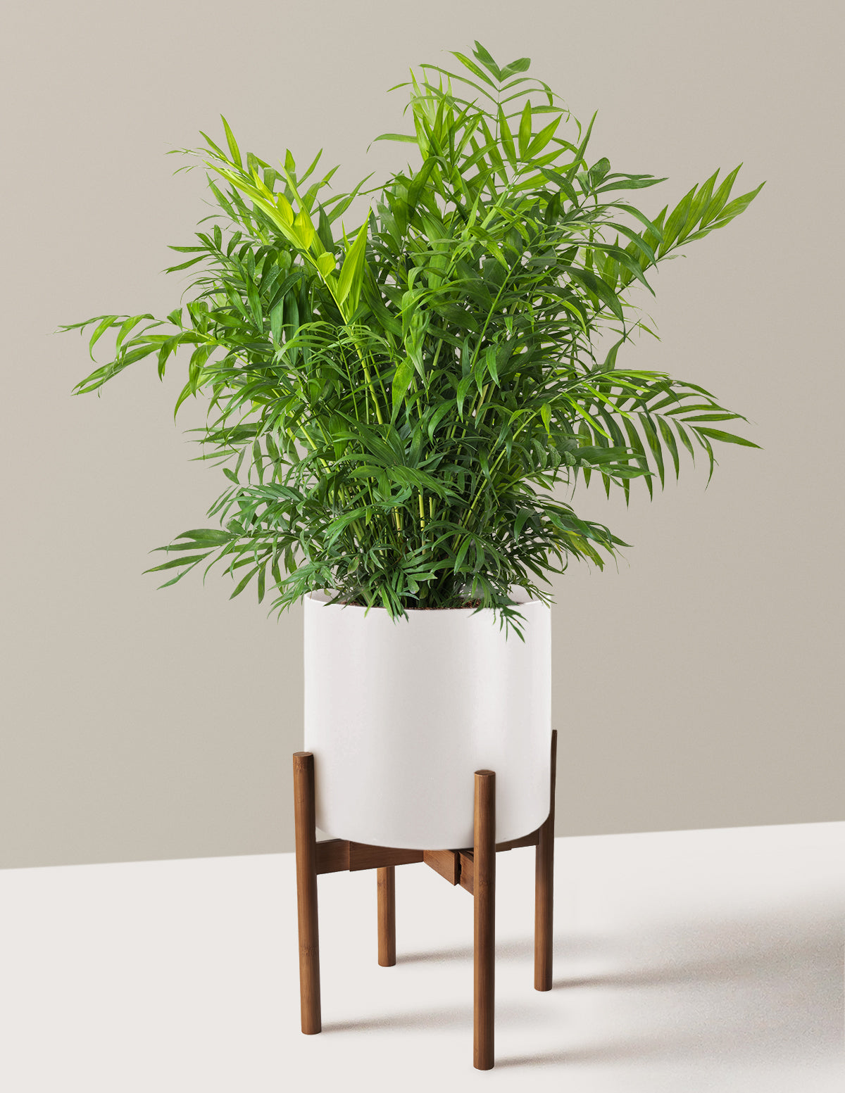 Parlor Palm