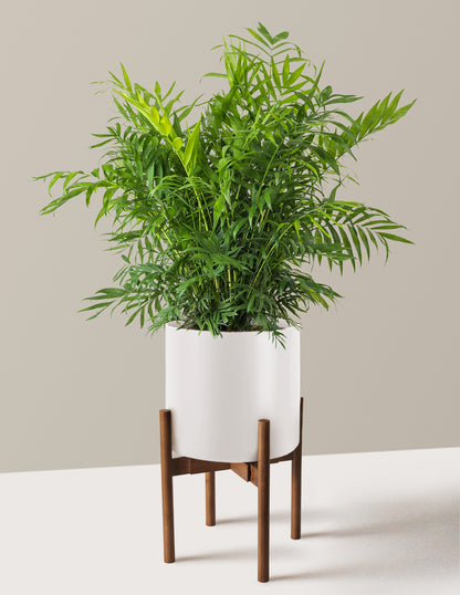 Parlor Palm