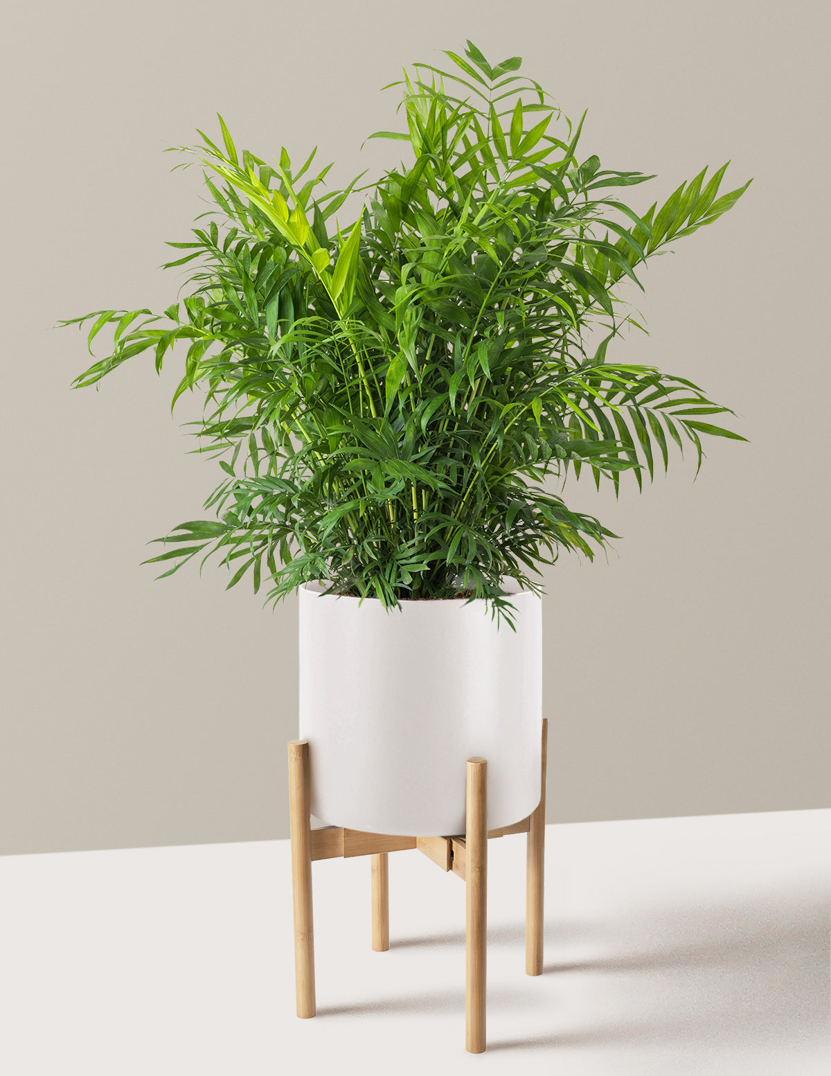 Parlor Palm