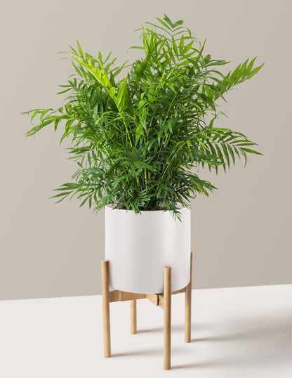 Parlor Palm