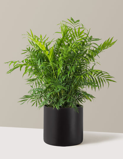 Parlor Palm