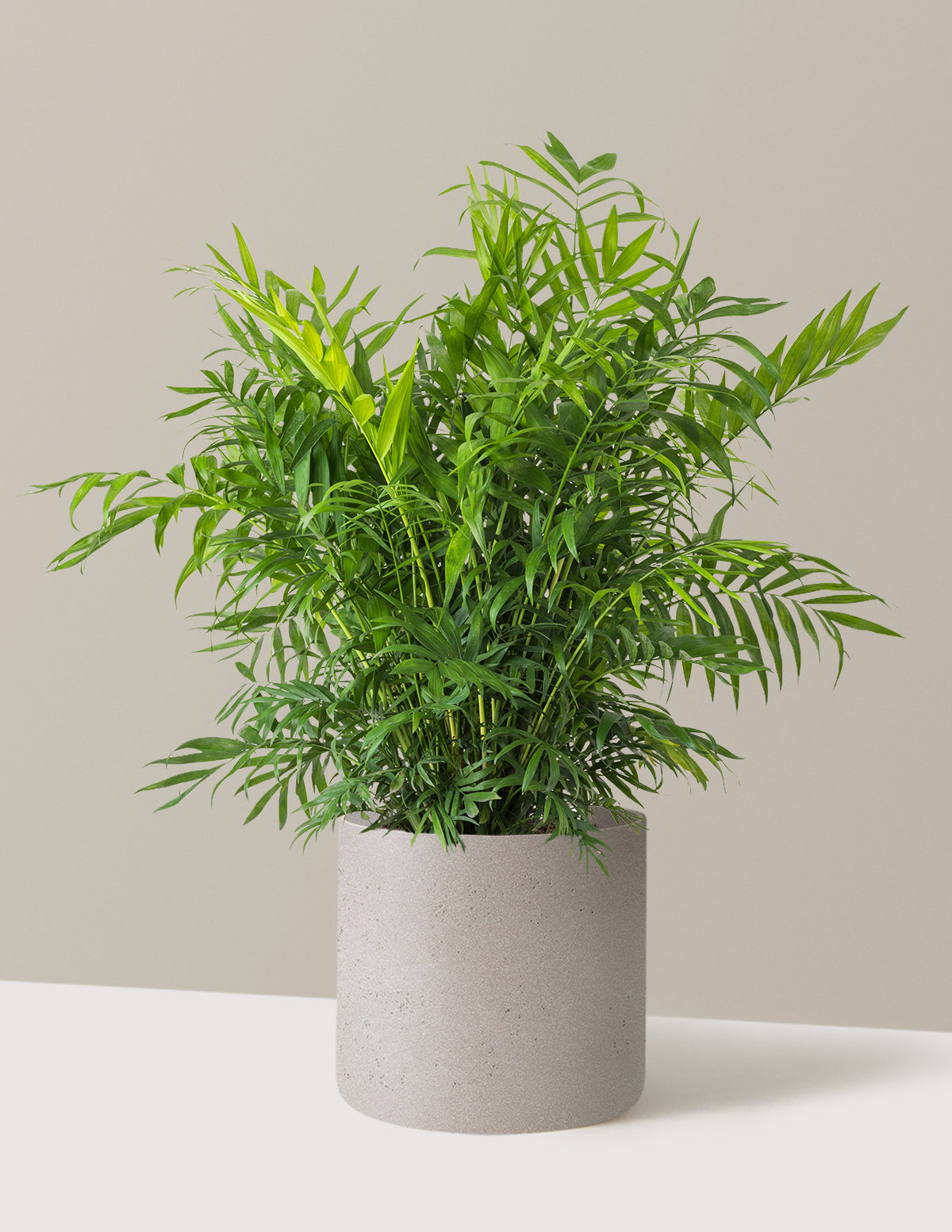 Parlor Palm