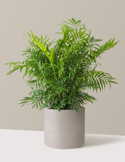 Parlor Palm