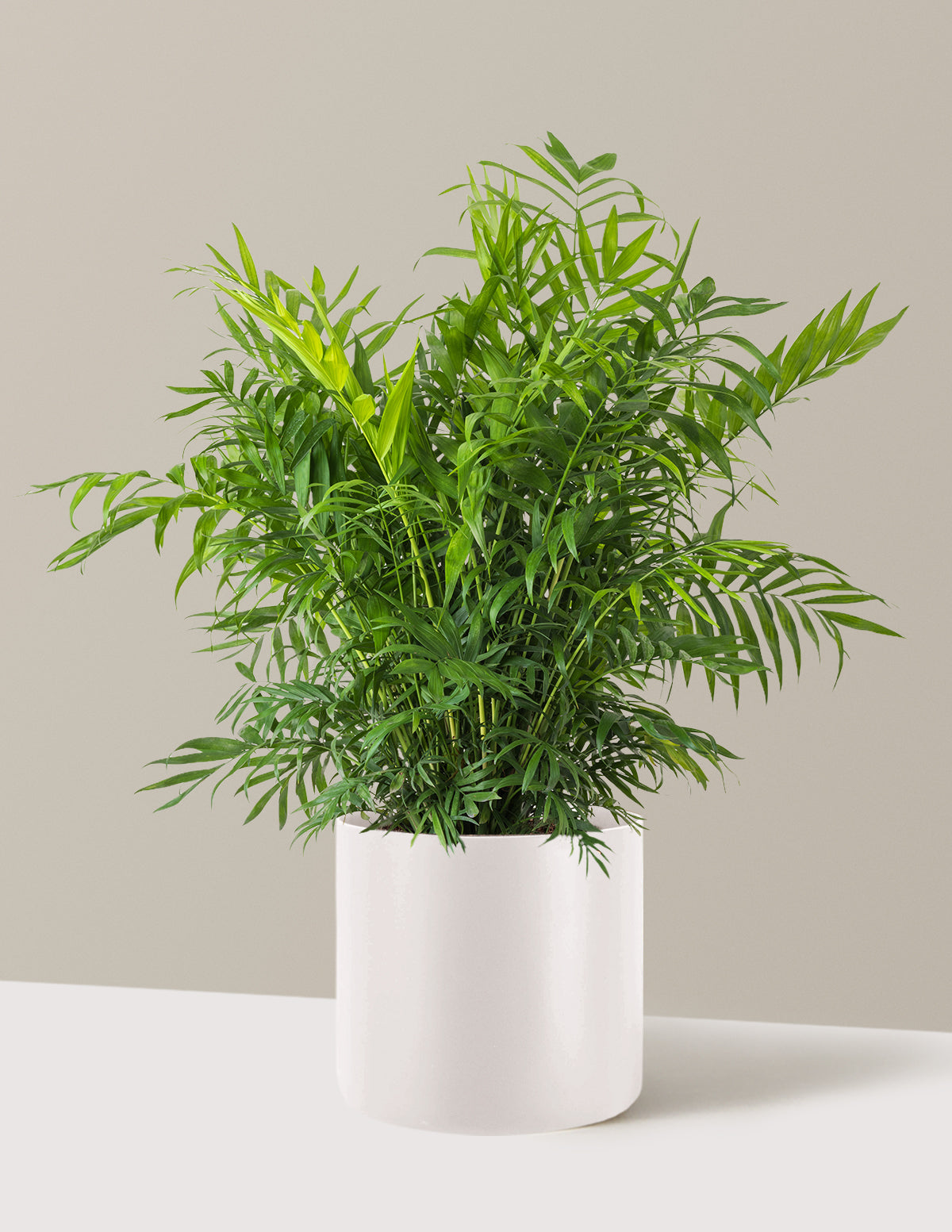 Parlor Palm