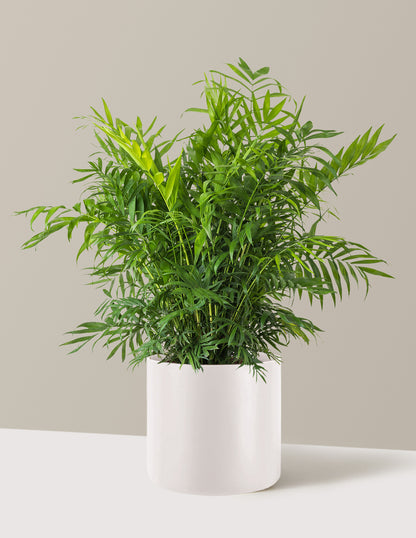 Parlor Palm