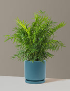 bundle | Large | Isabella | Antique Teal