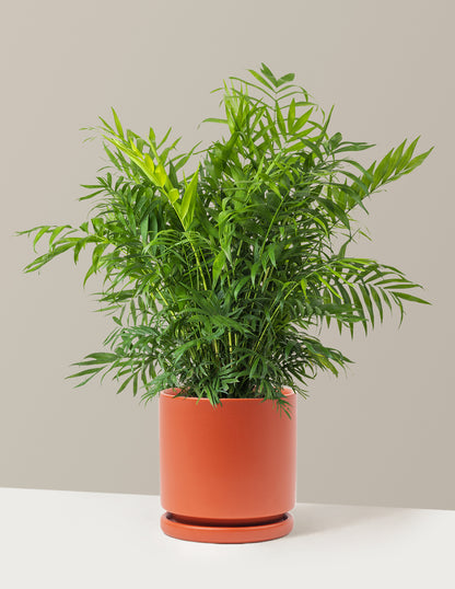 Parlor Palm