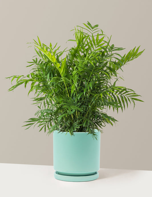 Parlor Palm