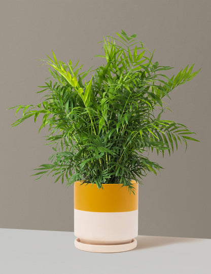 Parlor Palm