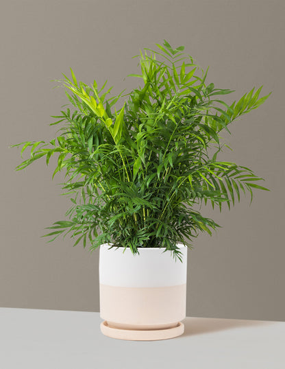 Parlor Palm