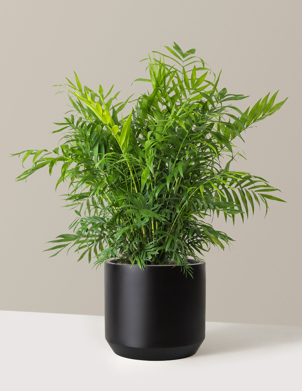 Parlor Palm