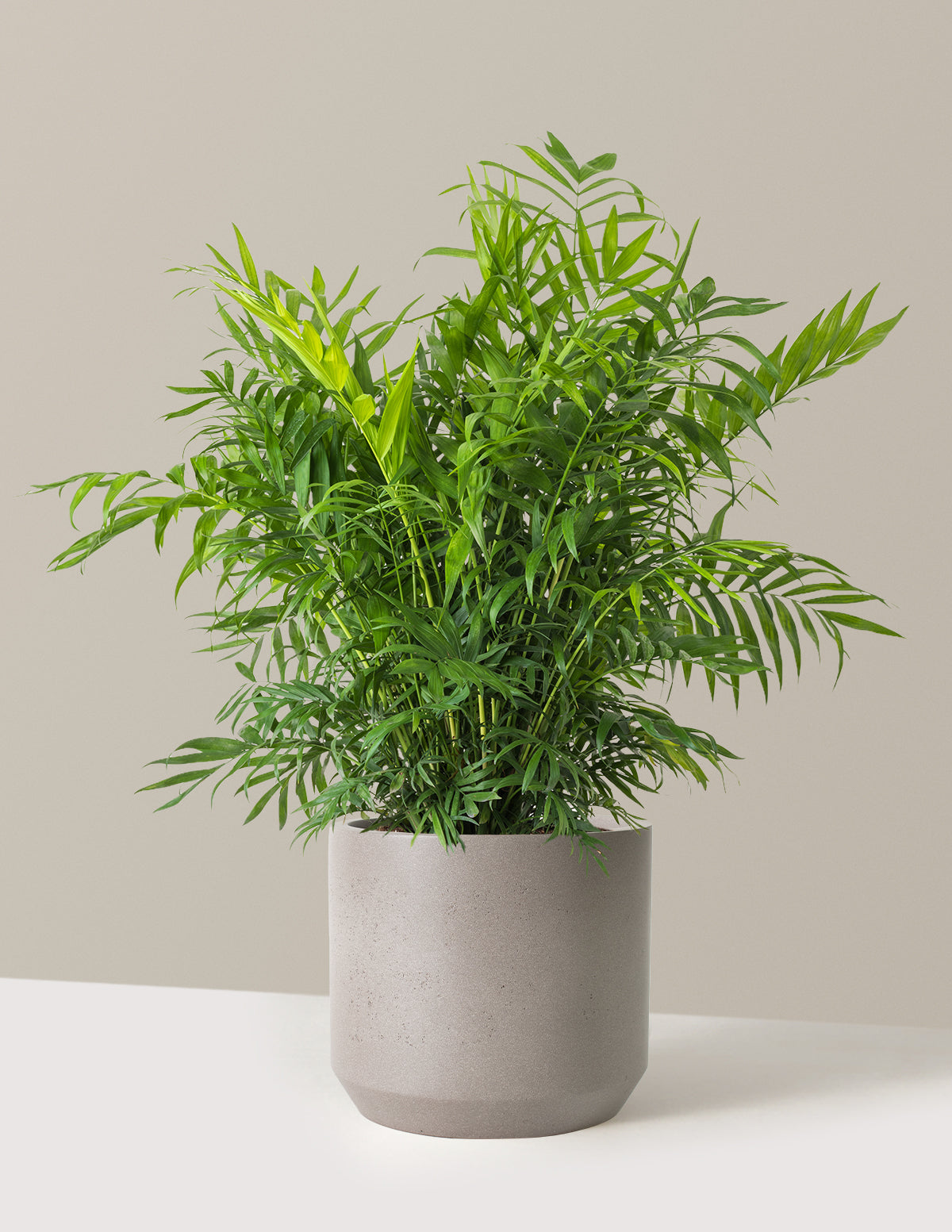 Parlor Palm