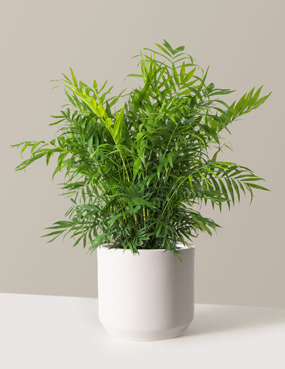 Parlor Palm